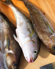 Caulolatilus princeps