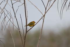 Setophaga petechia melanoptera