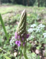 Anacamptis