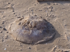 Rhizostoma pulmo