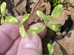 Hyaloperonospora floerkeae