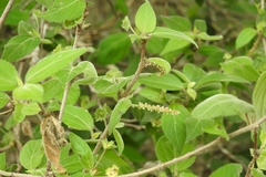 Acalypha leptopoda