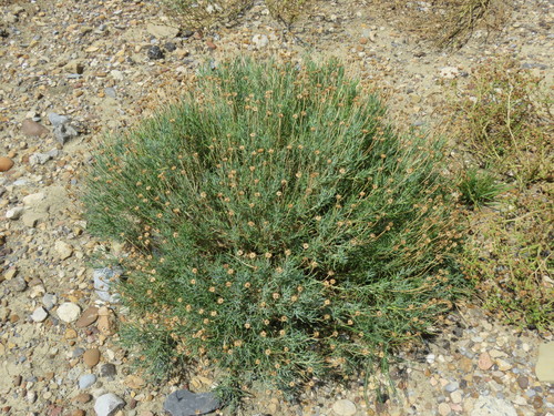 Image of Clappia suaedifolia by (c) Alexis López Hernández, some rights reserved (CC BY)