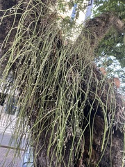 Rhipsalis baccifera