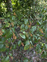 Palicourea crocea