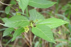 Acalypha leptopoda