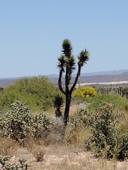 Yucca valida