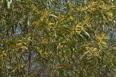 Acacia burdekensis
