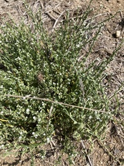 Pectocarya penicillata