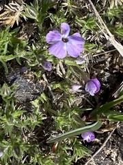 Phlox caespitosa