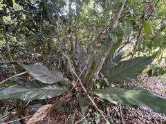 Anthurium crenatum