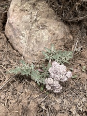 Lomatium linearifolium