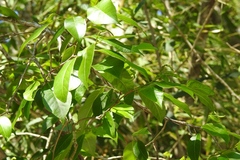 Alchornea chiapasana