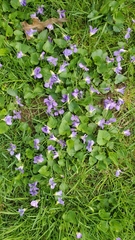 Viola communis