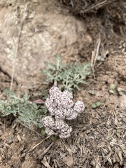 Lomatium linearifolium