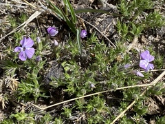 Phlox caespitosa