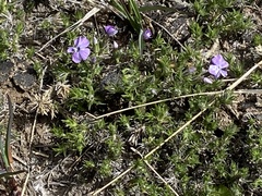 Phlox caespitosa