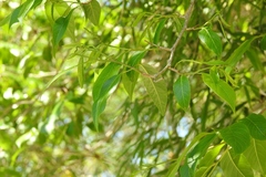 Alchornea chiapasana
