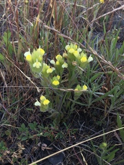 Castilleja rubicundula lithospermoides