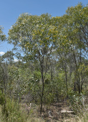 Acacia burdekensis
