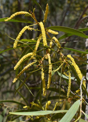 Acacia burdekensis