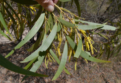 Acacia burdekensis