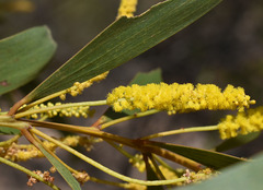 Acacia burdekensis