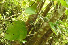 Croton reflexifolius