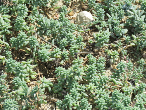 Beach Seepweed (Suaeda conferta)
