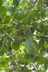 Croton reflexifolius