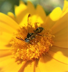 Nomada texana