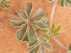 Pediomelum megalanthum