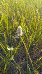 Gomphrena celosioides