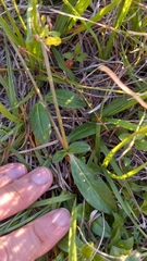 Gomphrena celosioides