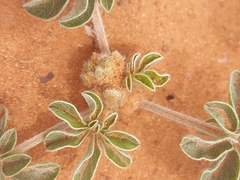 Pediomelum megalanthum