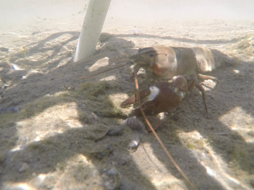 Pacifastacus leniusculus