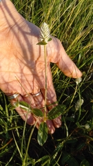 Gomphrena celosioides