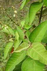 Croton xalapensis