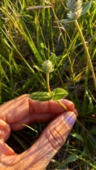 Gomphrena celosioides