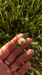 Gomphrena celosioides