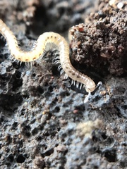 Blaniulidae