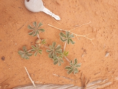 Pediomelum megalanthum