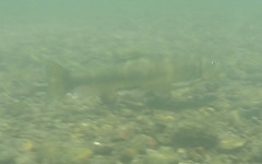 Catostomus occidentalis