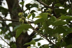 Desmodium sumichrastii
