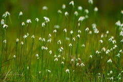 Rhynchospora latifolia