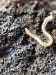 Blaniulidae