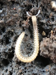 Blaniulidae