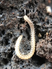Blaniulidae
