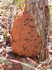 Constrictotermes cyphergaster