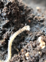 Blaniulidae